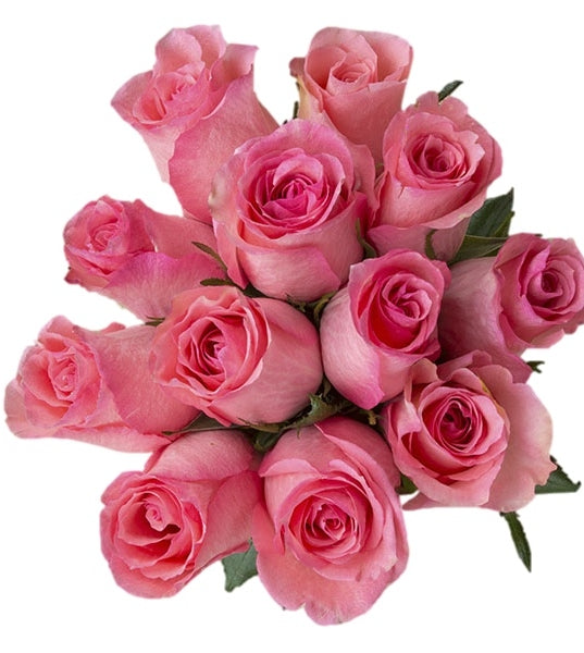 classic light pink vday roses
