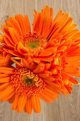 Light Center Orange Daisies