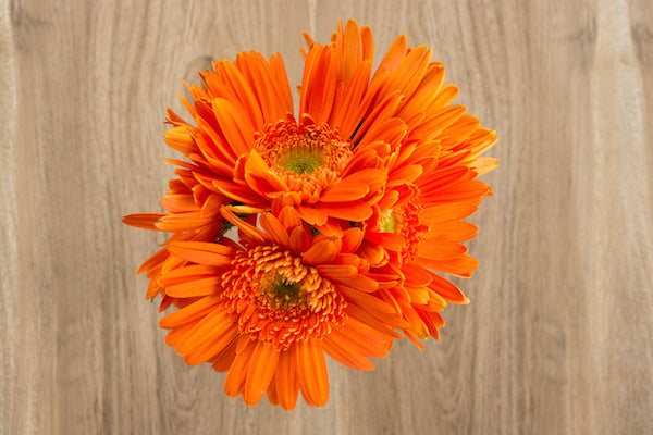 Light Center Orange Daisies