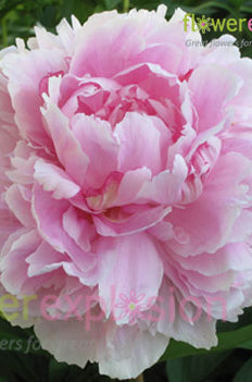 Light Pink Peonies January February