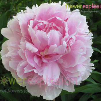 Light Pink Peonies July to September