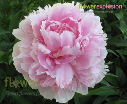 Light Pink Peonies July to September