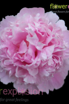 Light Pink Peonies January February