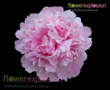 Light Pink Peonies January February