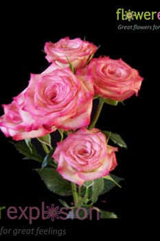 Pink & White Spray Roses
