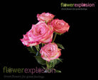 Pink & White Spray Roses