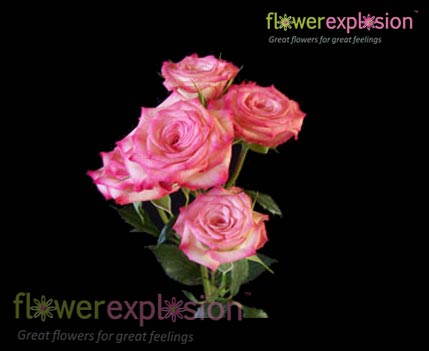 Pink & White Spray Roses