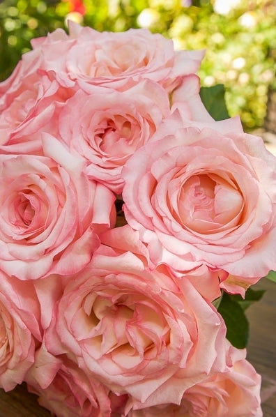 Pink Garden Roses - Like a Virgin