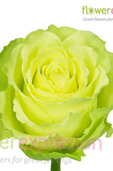 Limbo Green Rose