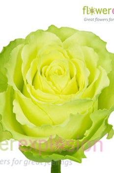 Limbo Green Rose