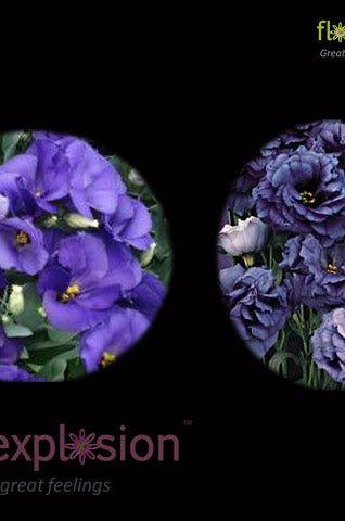 Lisianthus Blue