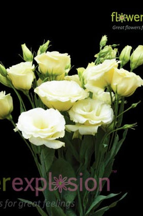 Lisianthus Double Cream / Yellow