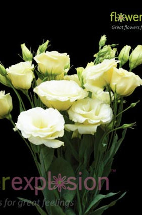 Lisianthus Double Cream / Yellow