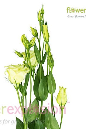 Lisianthus Green