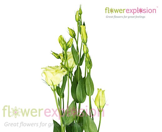 Lisianthus Green