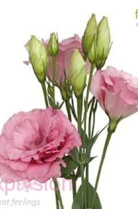 Lisianthus Pink