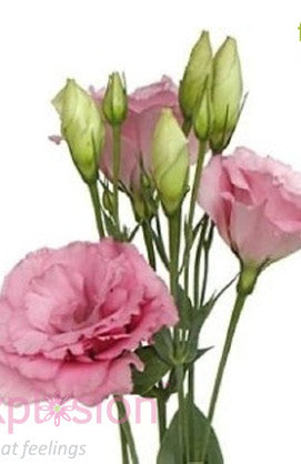 Lisianthus Pink