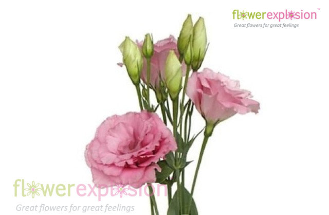 Lisianthus Pink