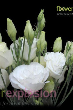 Lisianthus White