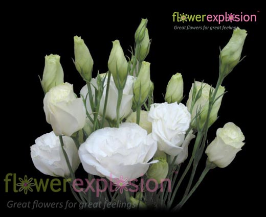 Lisianthus White