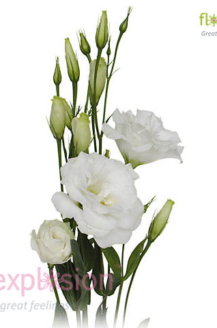 Lisianthus White