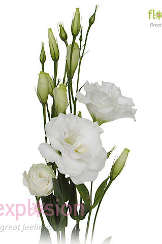 Lisianthus White