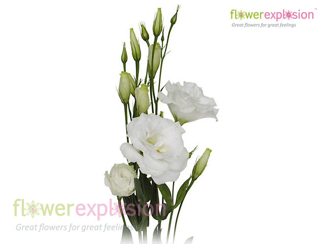 Lisianthus White