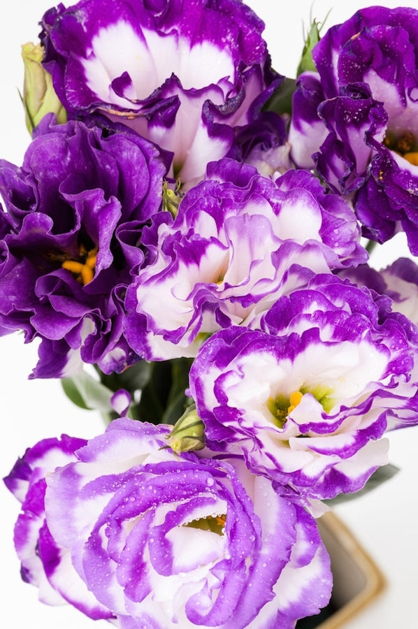 Lisianthus Rim Lavender