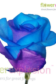 Purple & Blue Tinted Roses