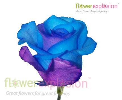 Purple & Blue Tinted Roses