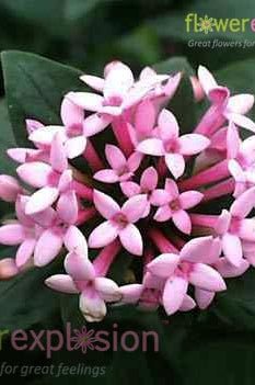 Lavender Bouvardia