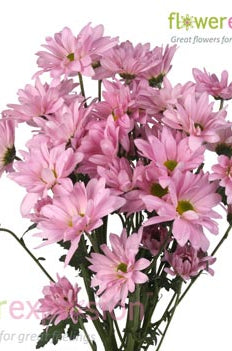 Light Pink Daisy Poms