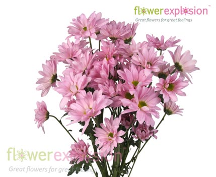 Light Pink Daisy Poms