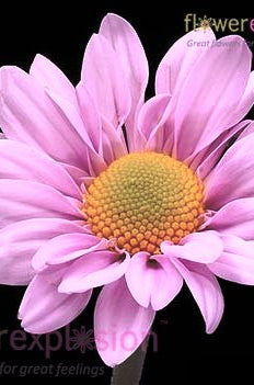 Light Pink Daisy Poms