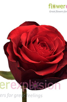 red paris rose head