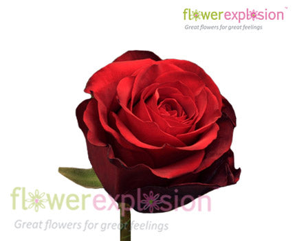 red paris rose head