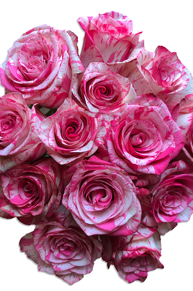 Magic Times Roses