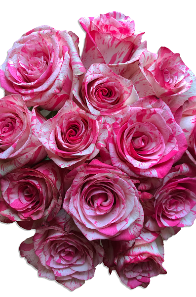 Magic Times Roses