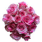 Magic Times Roses