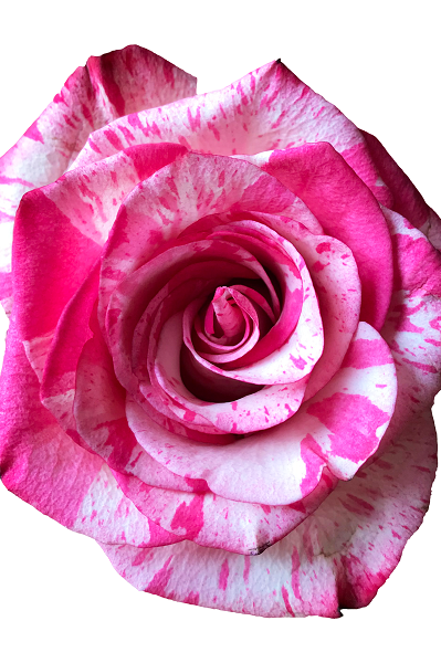 Pink and White Stripes Rose