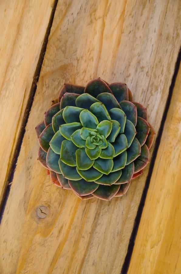 Mandala Succulent Flower