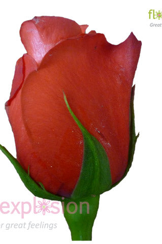 Manitou Orange Rose
