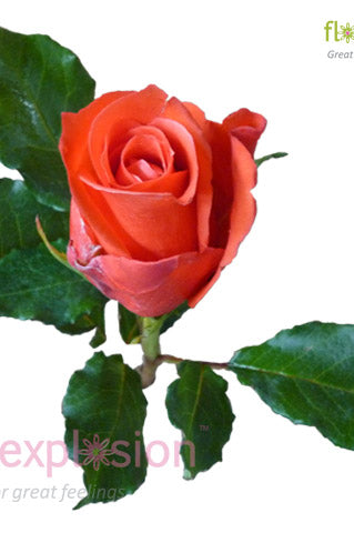 Manitou Orange Rose