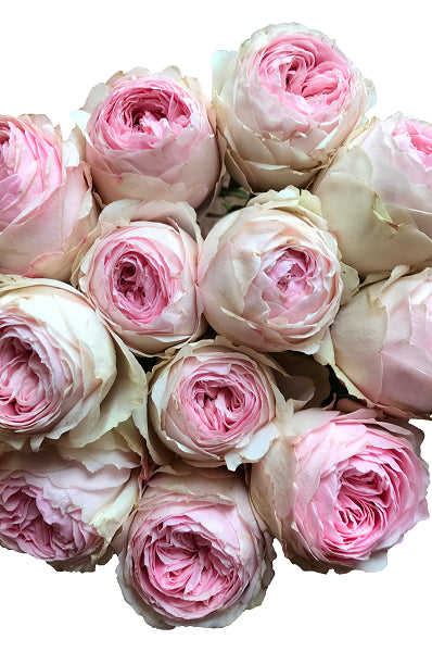 Mansfield Park Garden Roses