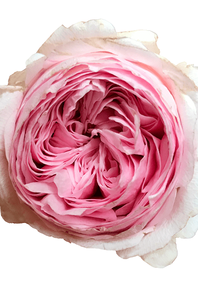 Mansfield Park Garden Rose