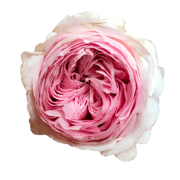 Mansfield Park Garden Rose