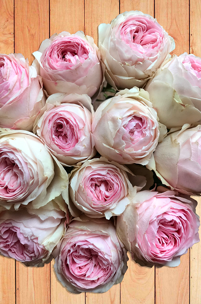 Exclusive Garden Rose