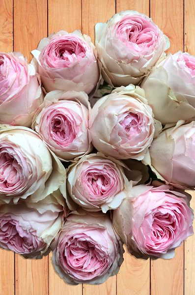 Exclusive Garden Rose