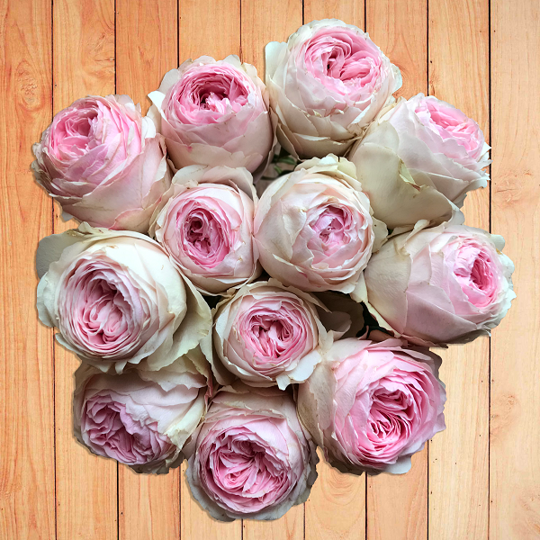 Exclusive Garden Rose