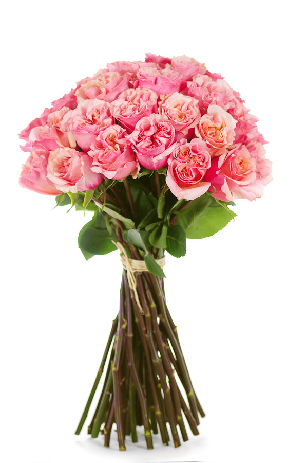 Mayra Peach Garden Rose